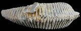 Cretaceous Fossil Oyster (Rastellum) - Madagascar #54475-1
